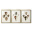 Sowerby Shells I - Impression personnalisée de qualité supérieure avec cadre mat - 3 pièces-410746891-410746893