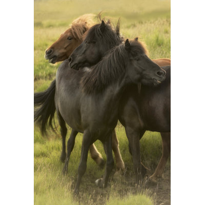 Play Time by Danny Head - Photograph