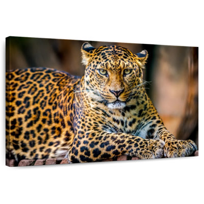 Brampt Jungle Wildlife Leopard