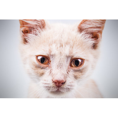 Sad Homeless Kitten by Bozhdb - Wrapped Canvas Print
