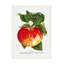 Reproduction d'art sur toile, "Botanical Speciment Rochester Wealthy Apple"-103094095