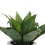 Agave verte en pot 13 po