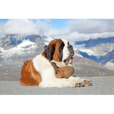 Saint-Bernard - photographie sur toile tendue