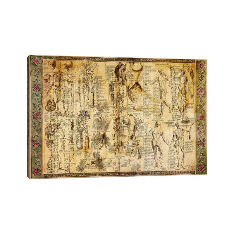 Tableau d'anatomie - impression sur toile tendue, H 12 po x l 18 po x 1,5 po
