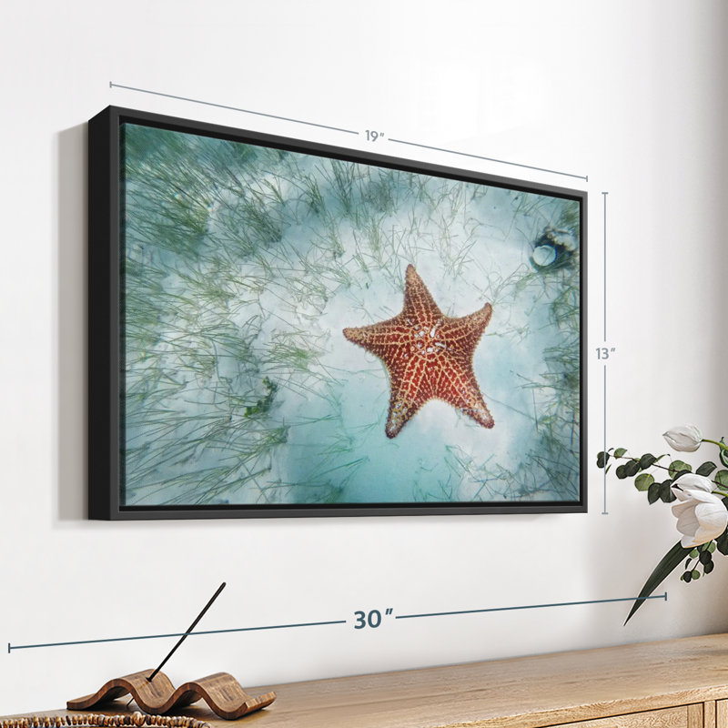 Impression sur toile d'étoiles de mer Shallows, H 13 po x l 19 po