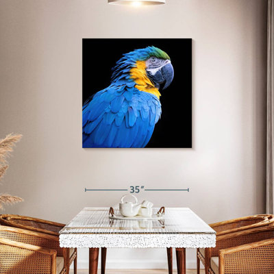 Ara bleu néotropical Brampt