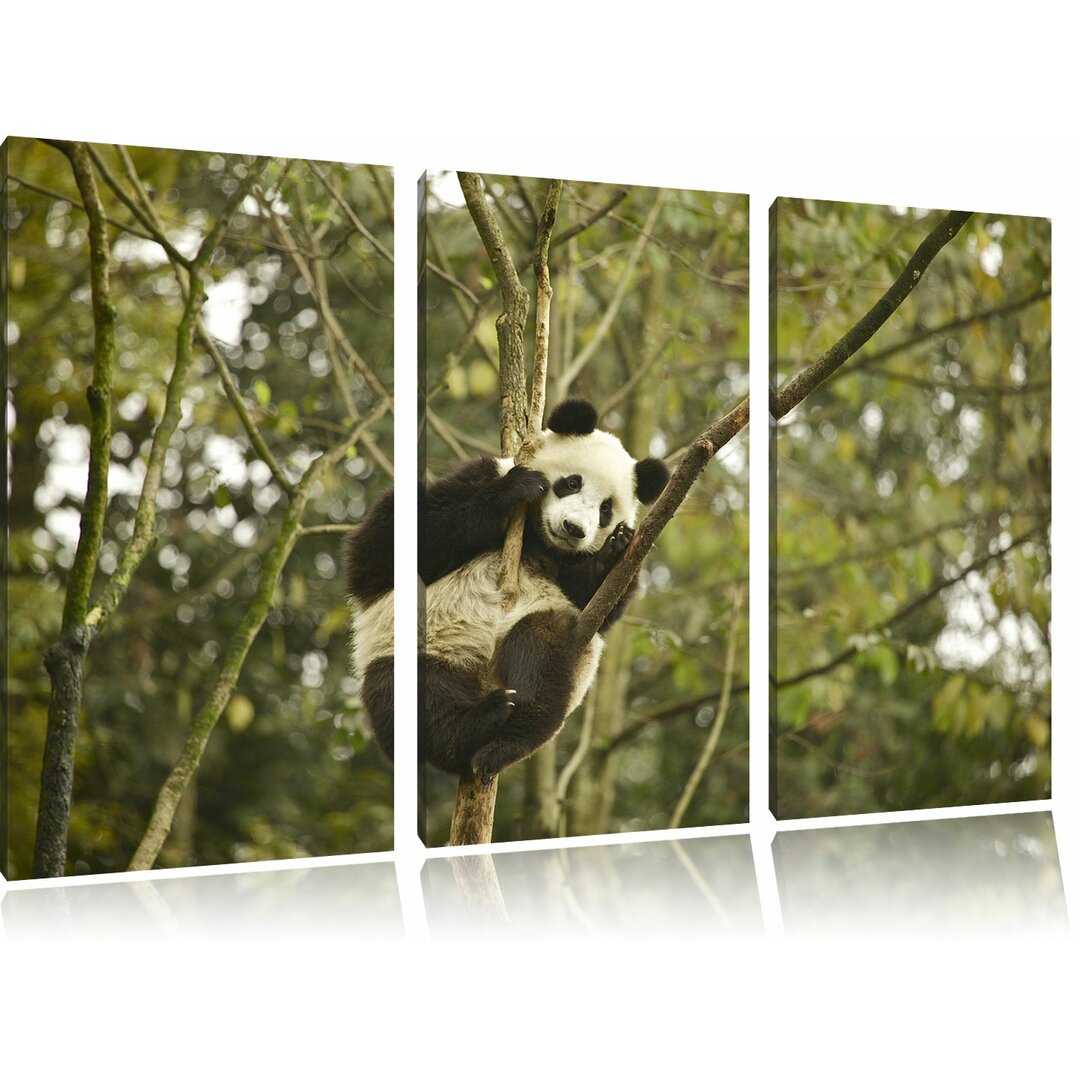 3-tlg. Leinwandbilder-Set „Niedlicher Pandabär auf Baum A“, Fotodruck