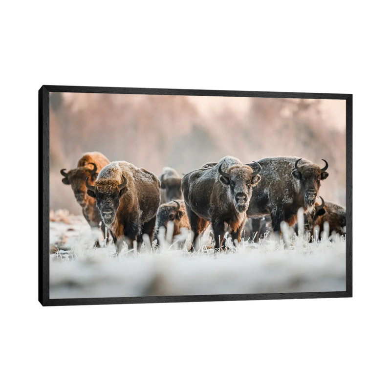 Frozen Bison by Mateusz Piesiak - Floater Frame Print on Canvas, Black Framed Canvas, 66.04 cm H x 45.72 cm W