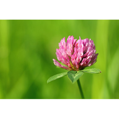 Red Clover by Basieb - Wrapped Canvas Print