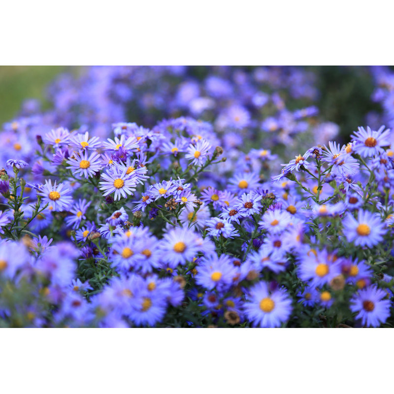 Mauve mauve fond - photographie sur toile tendue, H 8 po x l 12 po