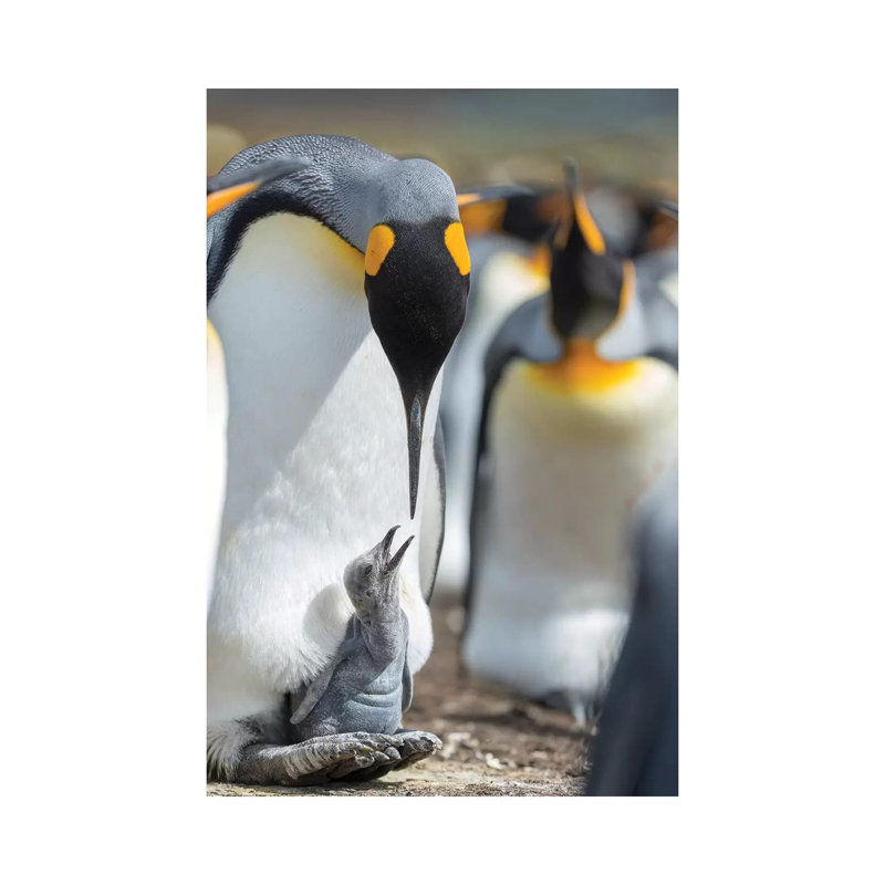 King Penguin Chick Begging For Food While Resting On The Feet Of A Parent, Falkland Islands. by Martin Zwick - Wrapped Canvas Print
