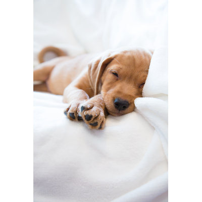 Sleeping Puppy - Wrapped Canvas Print