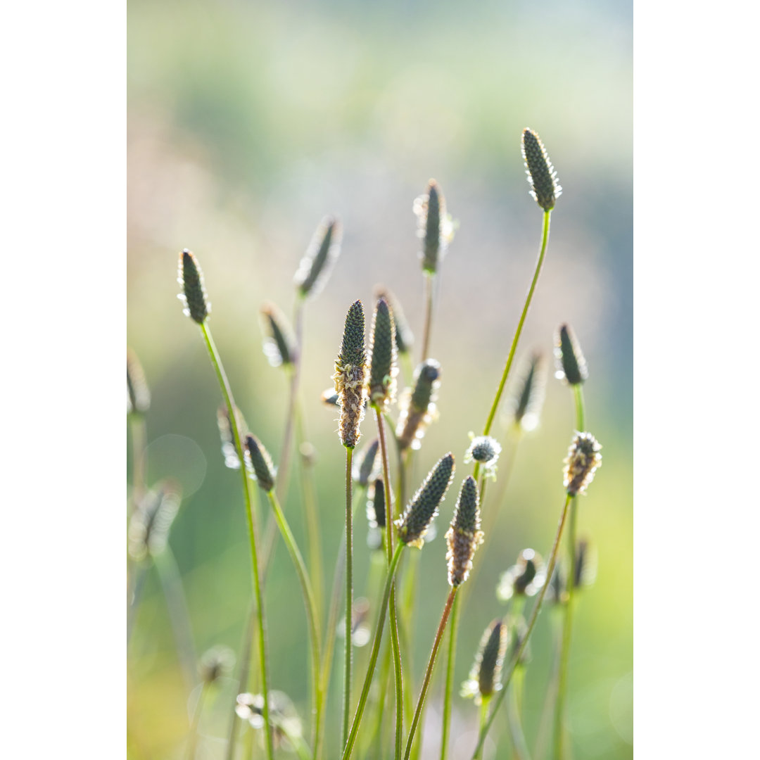 Plantago Flowers In Bloom - Kunstdrucke auf Leinwand - Wrapped Canvas