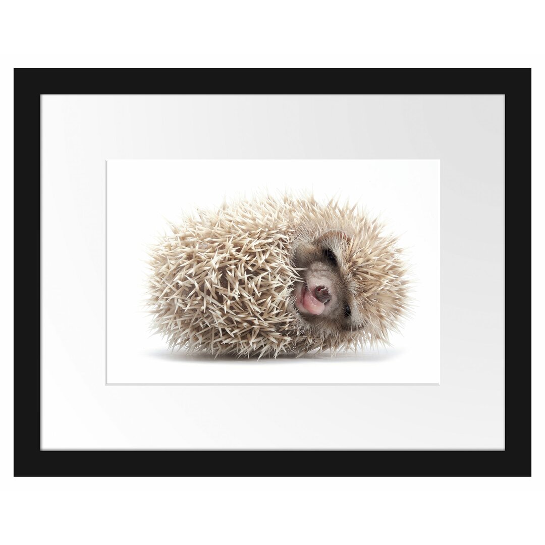 Gerahmtes Poster Kleiner niedlicher Baby Igel