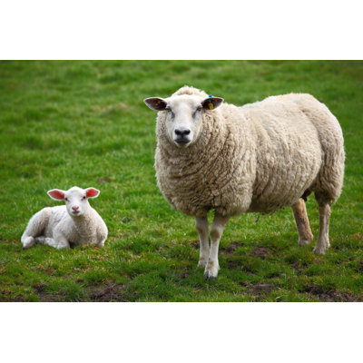 «Sheep and a Lamb» par Pahham - photographie sur toile tendue