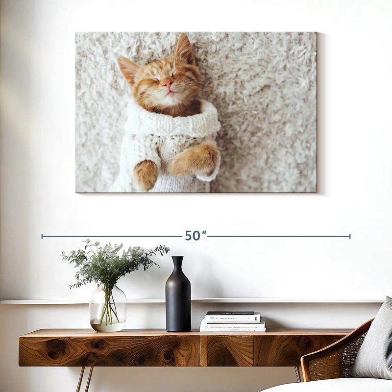 Chat Brampt dans un chandail