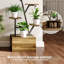 Plant Stand - Set of 2