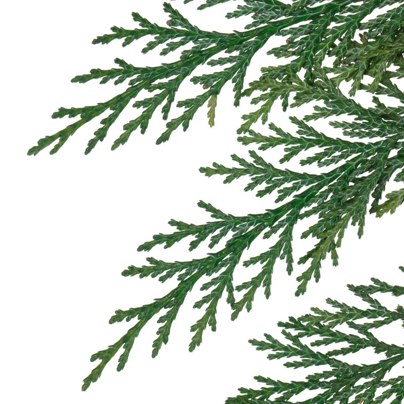 0,125 plante