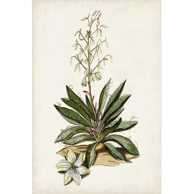 " Antique Botanical Study I "