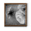 Renoncule foncé II - cadre photo-56897102-56897107-56949610