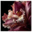 Velvet Labellum Print by Oliver Gal-819406449-819406454