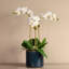 Orchid Floral Arrangement in Pot-1596003410-1596028716