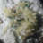 Carolinda Landscape & Nature Crystal