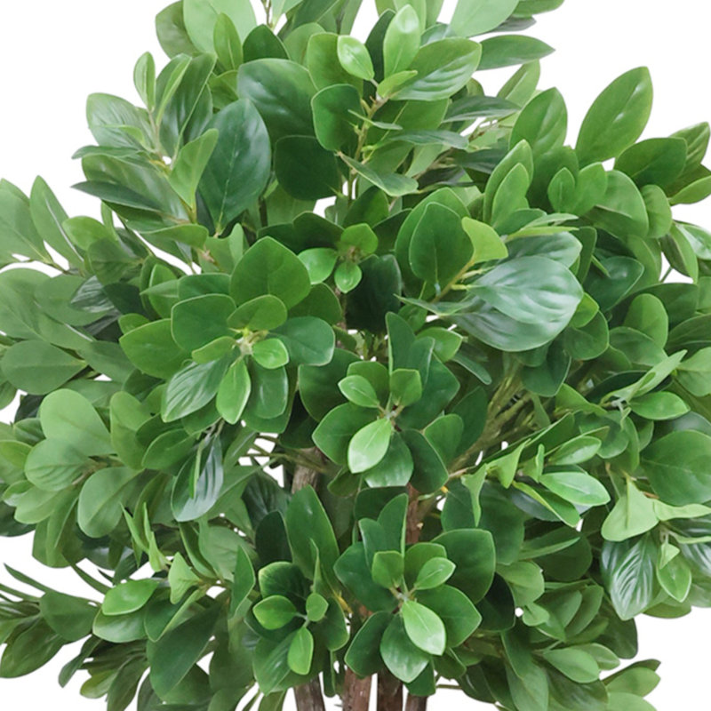 Peperomia en pot de fibres
