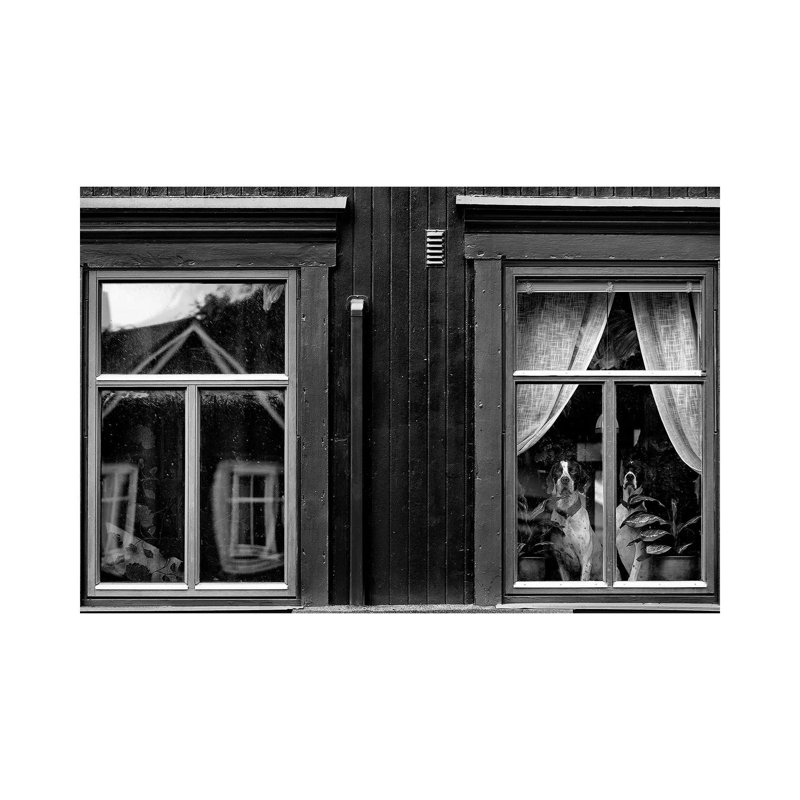 The Dogs II by Julien Oncete - Wrapped Canvas Print, 20.32 cm H x 30.48 cm W