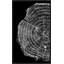 Silver Tree Ring Diptych A Print