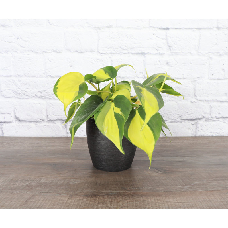 Live Brazil Philodendron Plant in Classic Pot, Brushed Silver