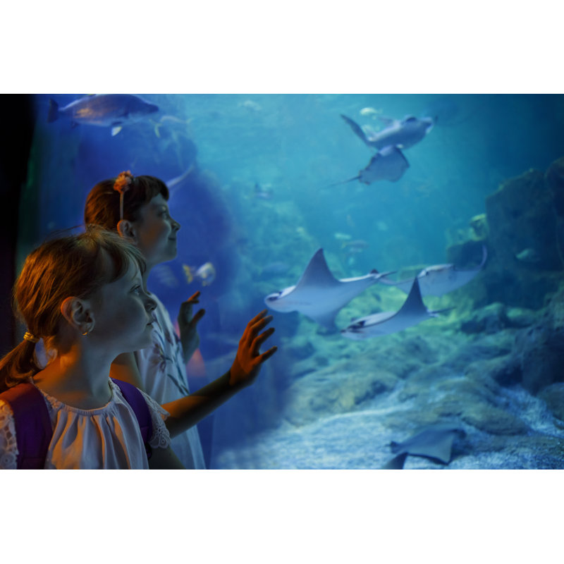 Kids Looking At Fish In A Big Aquarium by Damircudic - No Frame Art Prints on Canvas, 51cm H x 76cm W