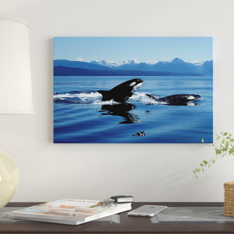 " Killer Whales Breaching In Icy Strait, Southeast Alaska " by VWPics, 8" H x 12" W x 0.75" D, Wrapped Canvas, No Mat