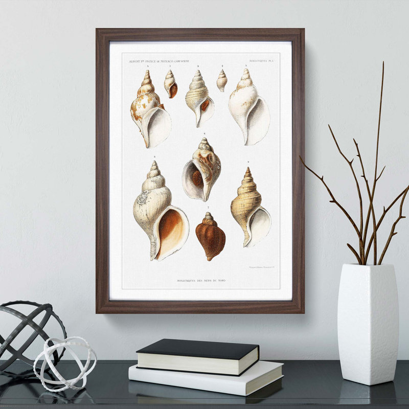 Conch Shells by Albert I - Framed Print, Walnut Framed, 36cm H x 27cm W x 2cm D