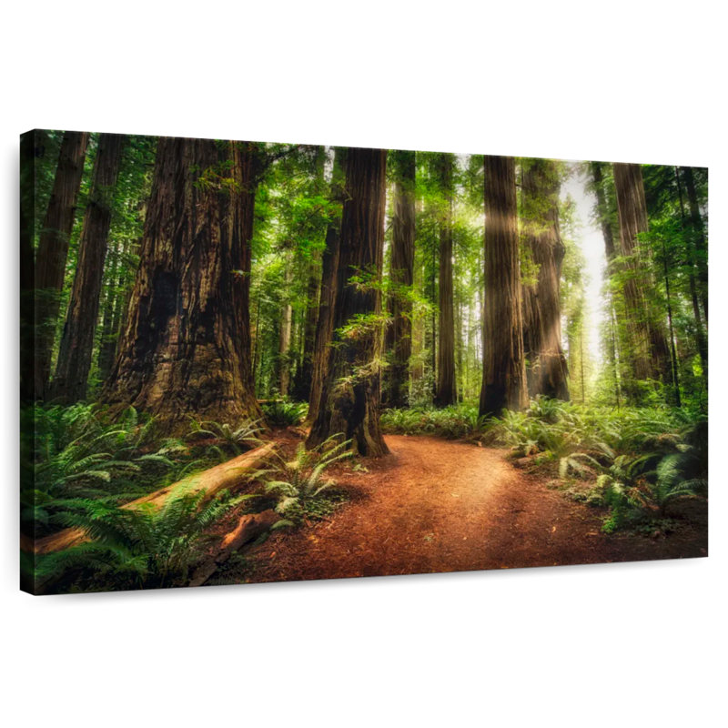 Lever de soleil au parc d'État Jedediah Redwoods, H 34 po x l 51 po