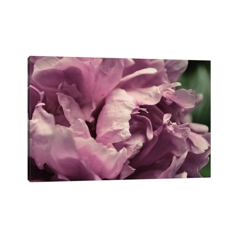 Pink Peony In Morning by Michelle Calkins - Wrapped Canvas Print