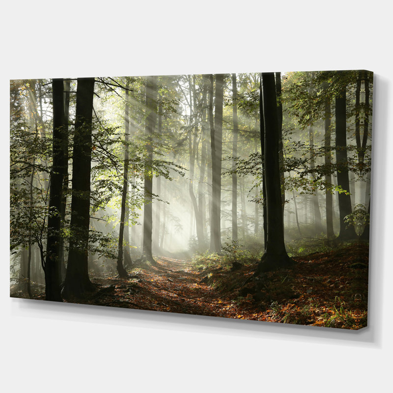 Lumière dans une forêt d'automne dense avec brouillard, œuvre d'art, H 20 po x l 40 po, Toile tendue, Sans cadre