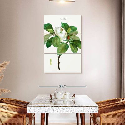 Harnek Magnolia Glauca