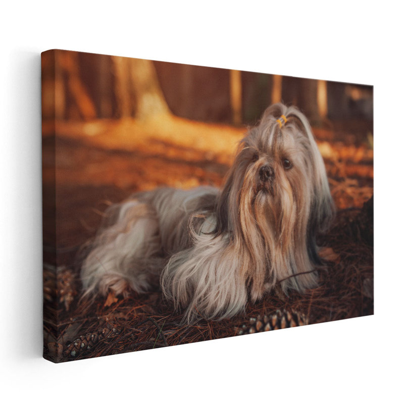 «Shih Tzu Dog Resting in Forest at Sunset», reproduction d'art sur toile, H 24 po x l 36 po