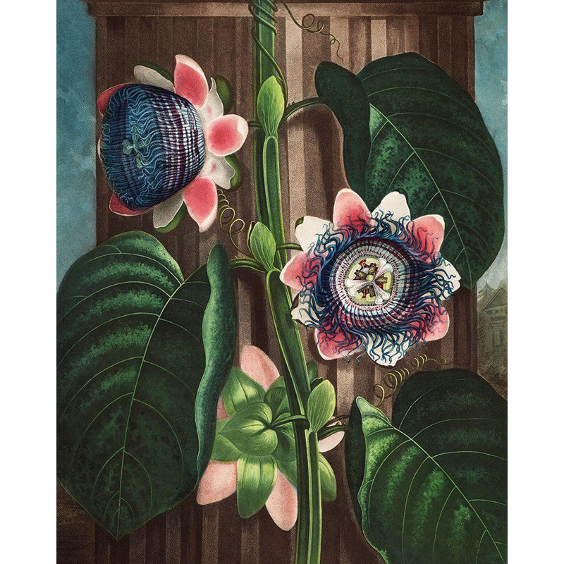 Thornton, Robert John, reproduction d'art sur toile: La fleur de la passion quadrangulaire du temple de Flora