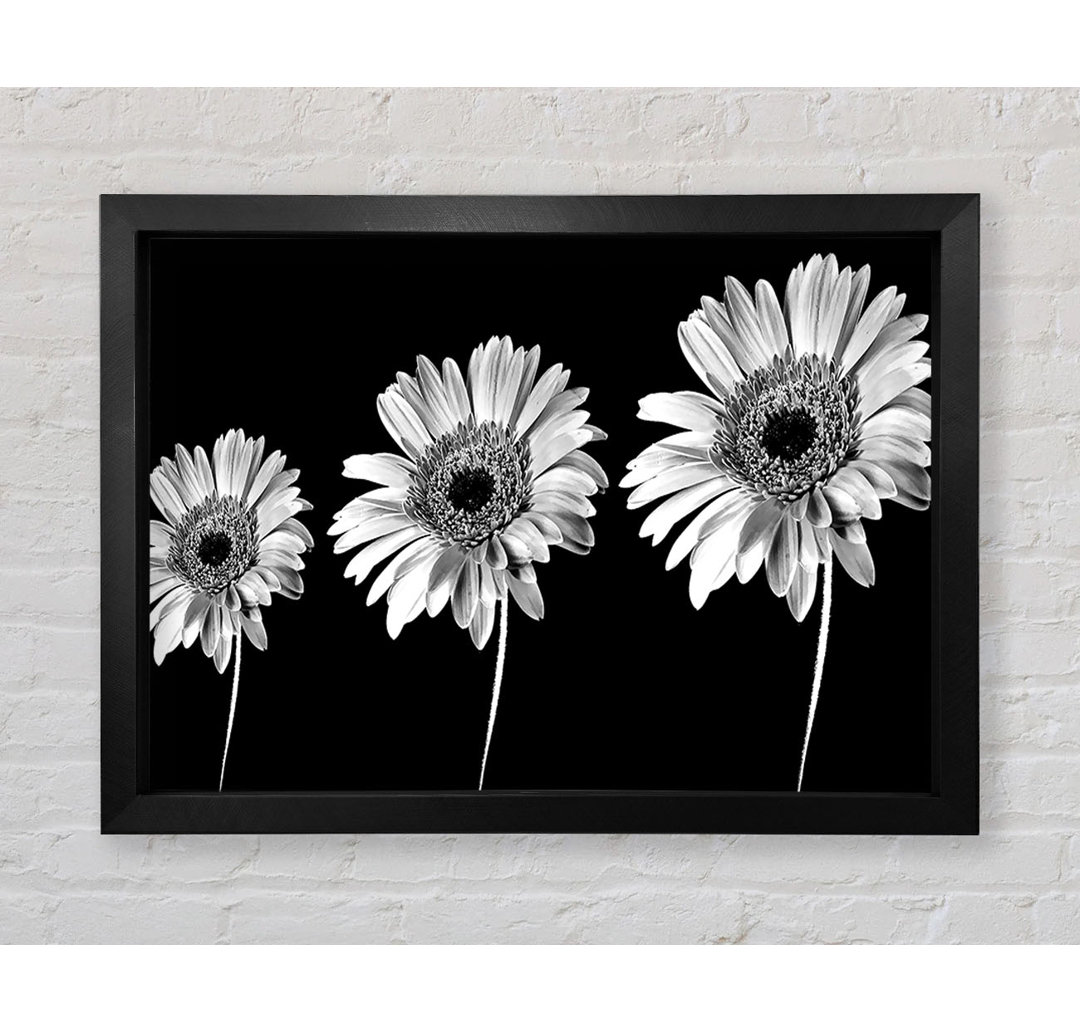 Gerbera Gänseblümchen Schwarz und Weiß - Druck