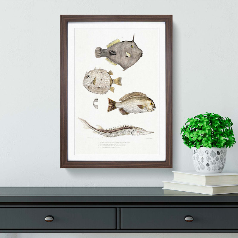 Selection of Fish by John Edward Gray - Picture Frame Painting Print, 48cm H x 36cm W x 2cm D, Walnut Framed