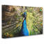 Peacock Vol.2 - Wrapped Canvas-61838698