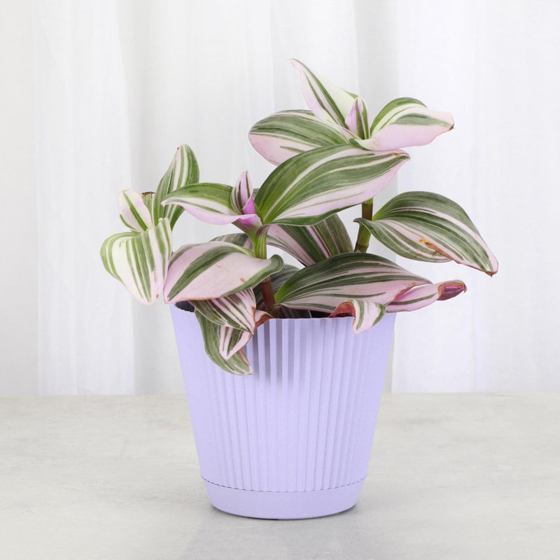 Live Tradescantia Nanouk Plant, Lavender