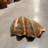 Calyce Clam Sea Shell Life Size Statue