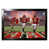 NFL Tampa Bay Buccaneers