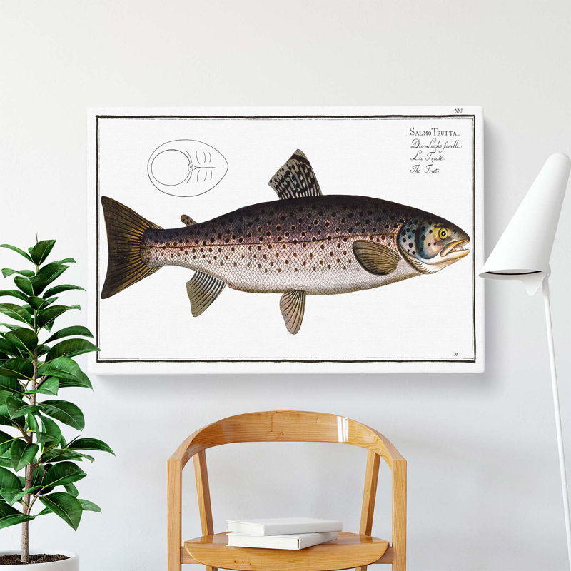 Brown Trout Fish - Wrapped Canvas Painting, 50.8 cm H x 35.6 cm W