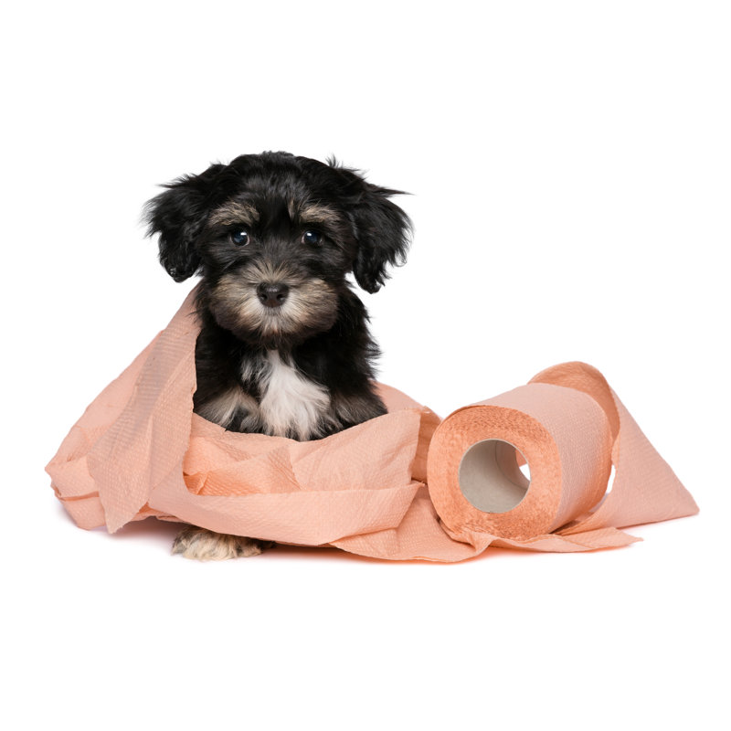 Tan Havanese Puppy - Wrapped Canvas Print, 20cm H x 30cm W x 3.8cm D