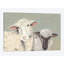 « doux agneaues i », reproduction sur toile-28450389-72433457-72433458