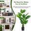 152cm Plant